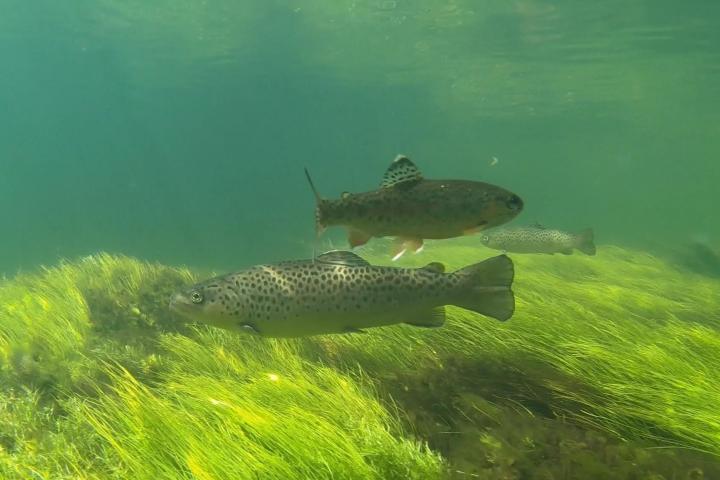Underwater view of three fish swimming above green aquatic plants.